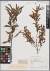 Foto von Salix fragilis L.